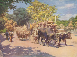 Ox Wagons on Road to Madrid